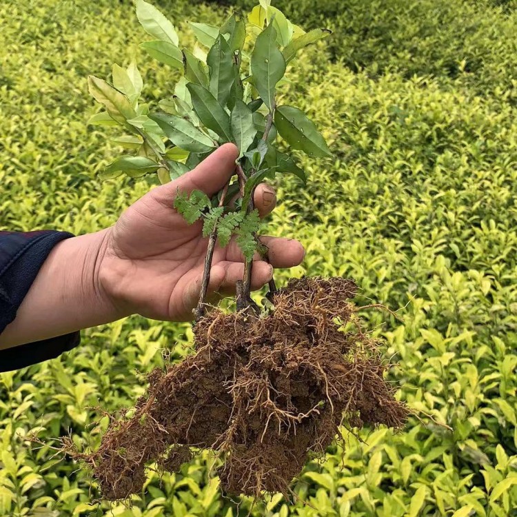 福选9号茶苗 批发电话 蒙山9号茶苗  批发价格