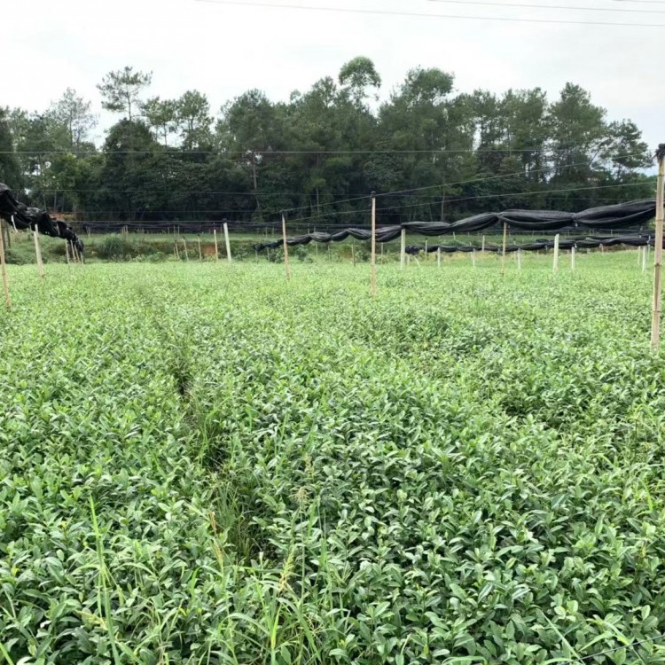 无水茶苗 厂家直销 老鹰茶苗  厂家供应