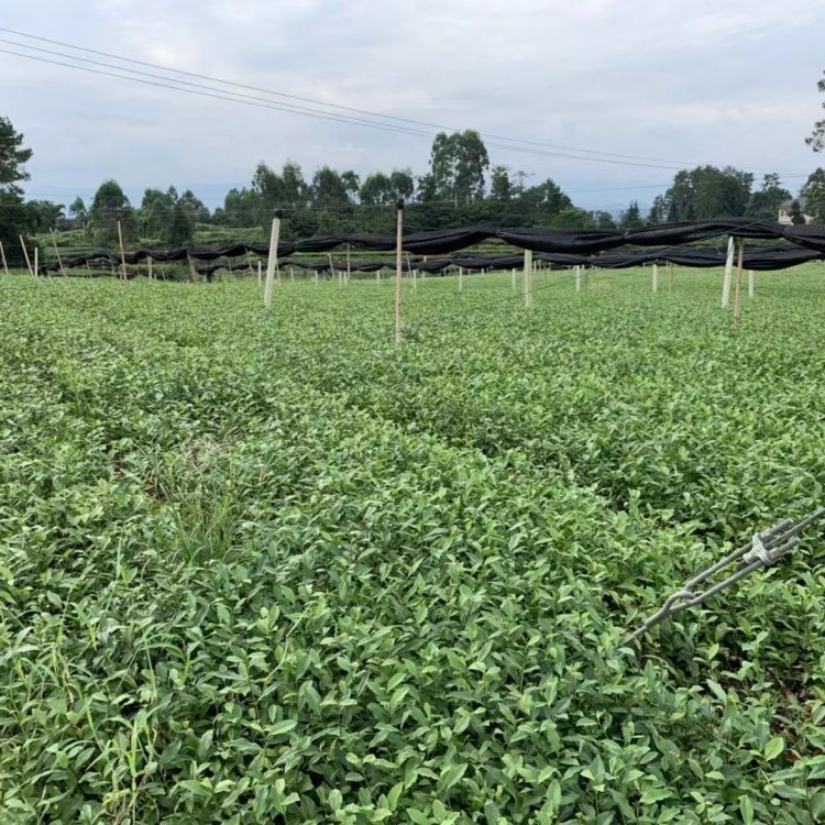 紫鹃茶苗 批发电话 无水茶苗  生产基地