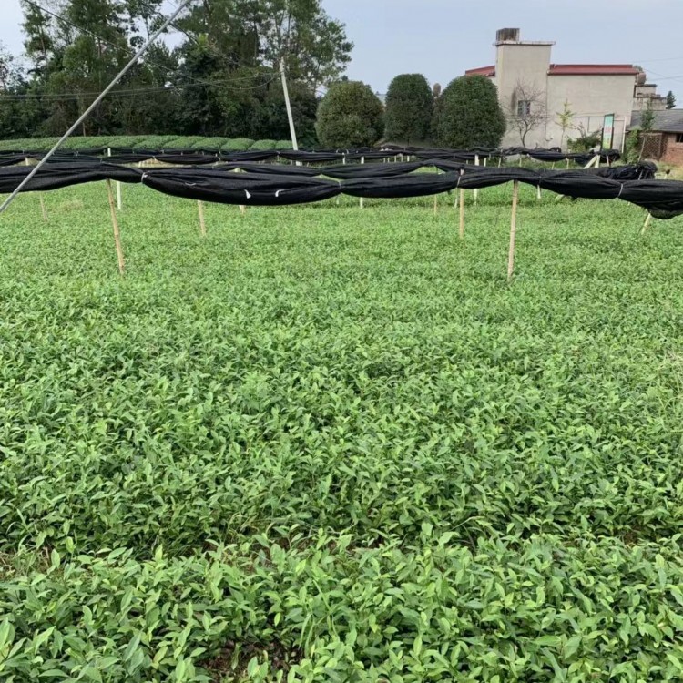 梅占茶苗 优质茶叶树苗批发 蒙山9号茶苗  批发电话