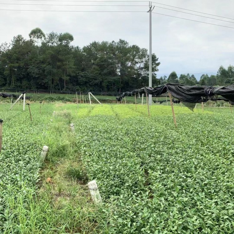 中茶108茶苗 厂家直销 五年生茶树苗  厂家直销