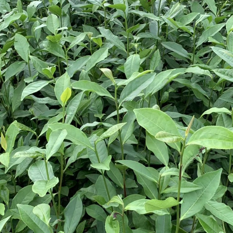 黄金芽茶苗 价格 梅占茶苗  基地直销