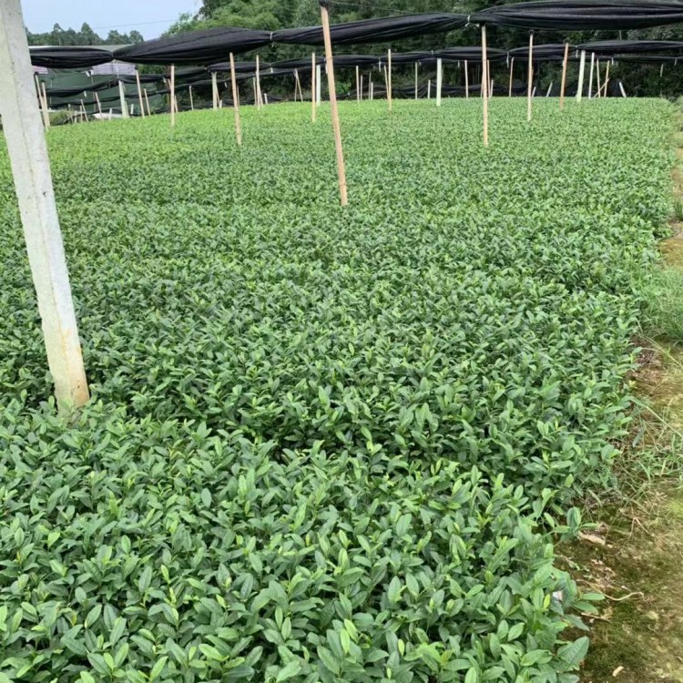 名选131茶苗 厂家价格优惠 老鹰茶苗  批发价格