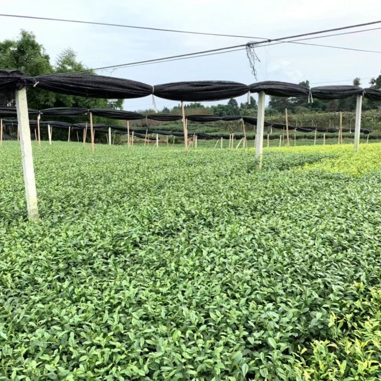 黄金芽茶苗 价格 紫鹃茶苗  厂家价格优惠