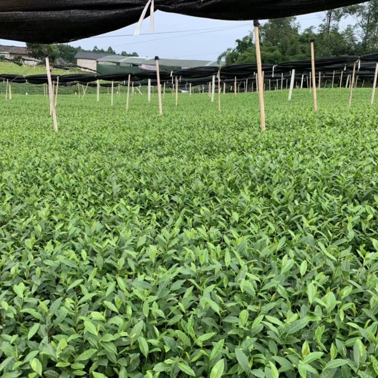 中茶108茶苗 厂家直销 福鼎大白茶苗  批发价格优惠