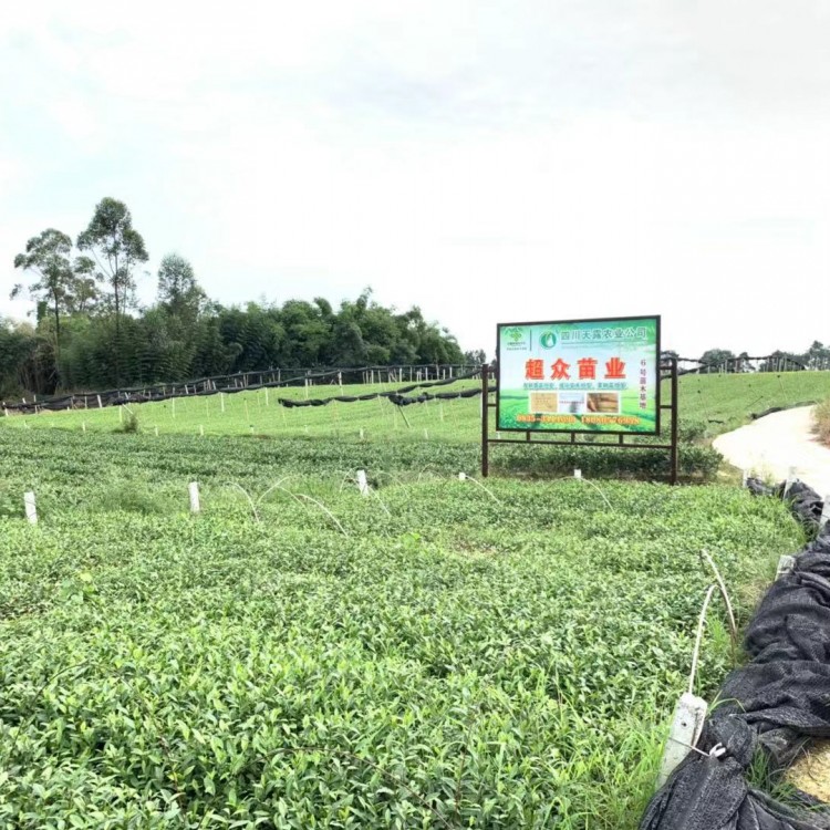 紫鹃茶苗 批发基地 福选9号茶苗  基地直销