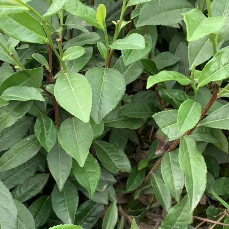 云南大叶茶树苗 优质茶树苗批发价 名选131茶苗  批发基地