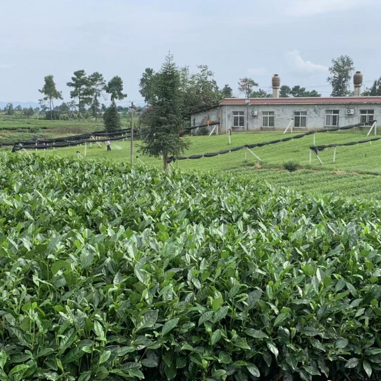 名选131茶苗 厂家直销 五年生茶树苗  基地直销