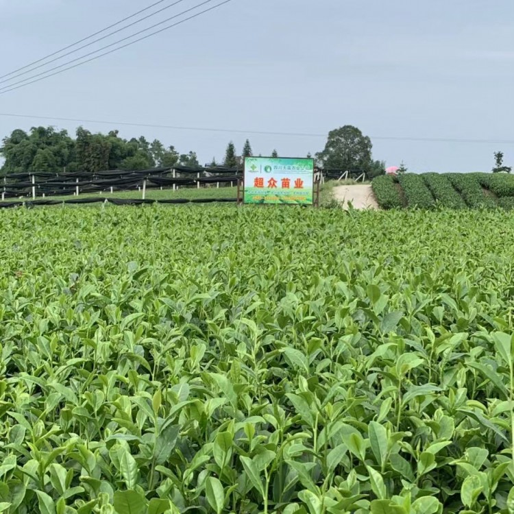 名选131茶苗 货源地进货渠道 老鹰茶苗  价格