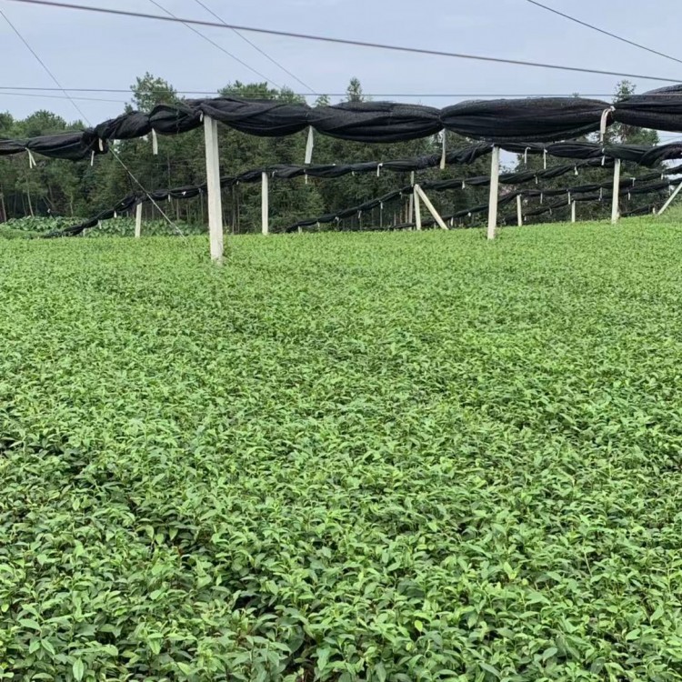 紫鹃茶苗 批发电话 无水茶苗  生产基地