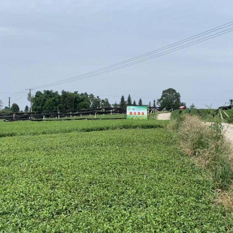 奶白茶苗 种植基地品种齐全 紫鹃茶苗  优质茶树苗批发价