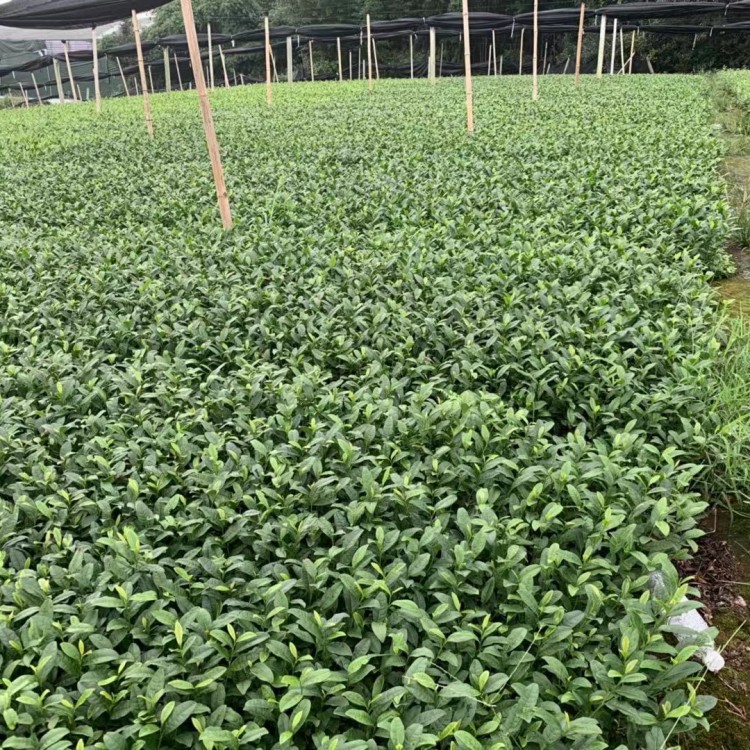 中茶108茶苗 生产基地 黄金芽茶苗  批发价格优惠