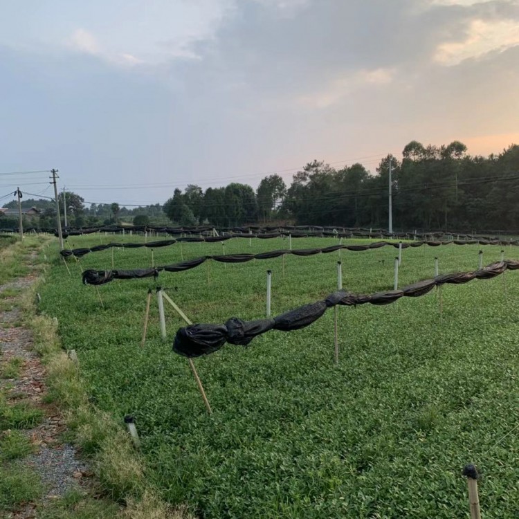 黄金芽茶苗 生产基地 五年生茶树苗  厂家供应