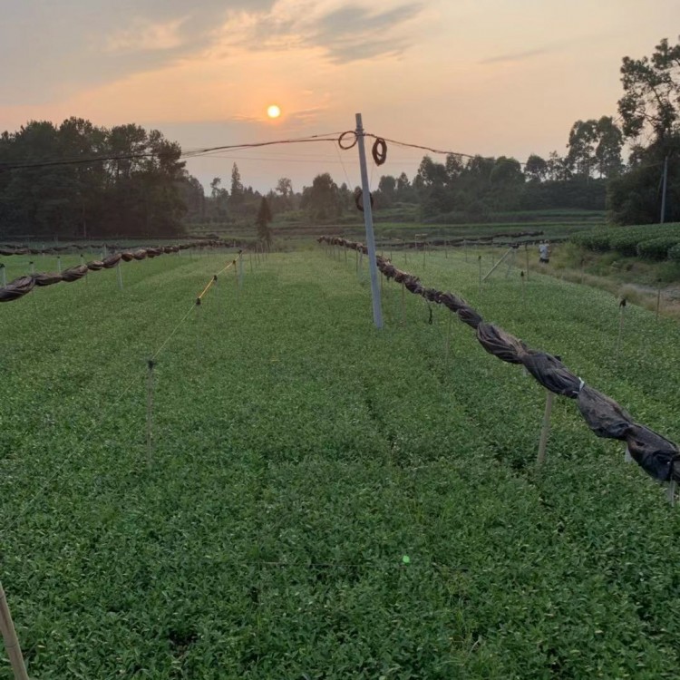 梅占茶苗 优质茶叶树苗批发 福选9号茶苗  批发价格优惠