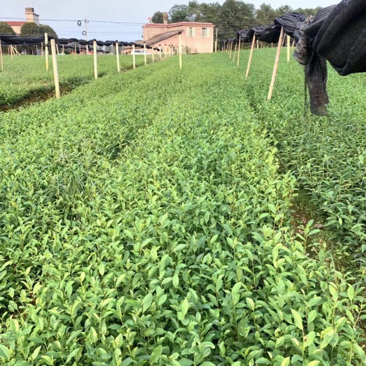 中茶108茶苗 种植基地品种齐全 梅占茶苗  基地直销