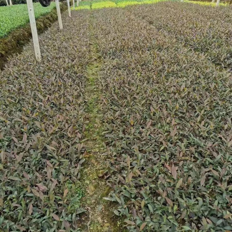 黄金芽茶苗 基地直销 梅占茶苗  种植基地品种齐全