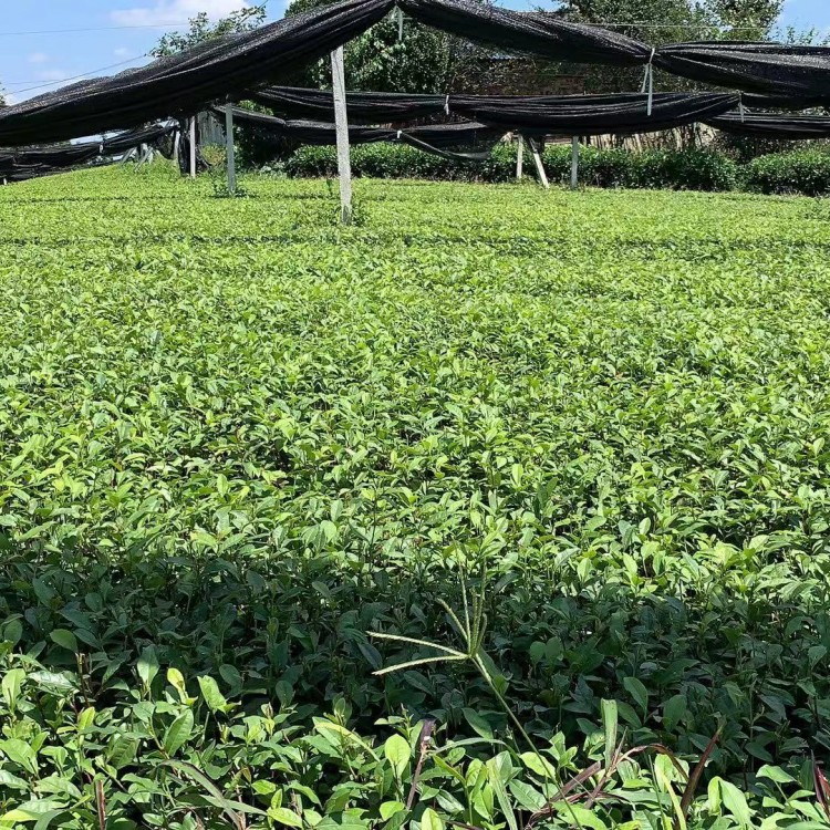 黄金芽茶苗 厂家价格优惠 无水茶苗  生产基地