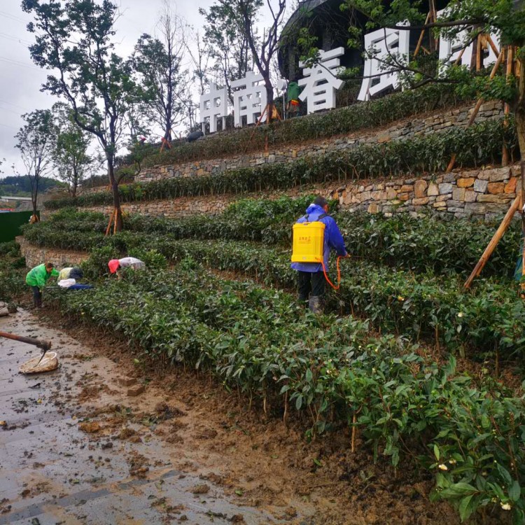 五年生茶树苗 基地直销 无水茶苗  优质茶树苗批发价