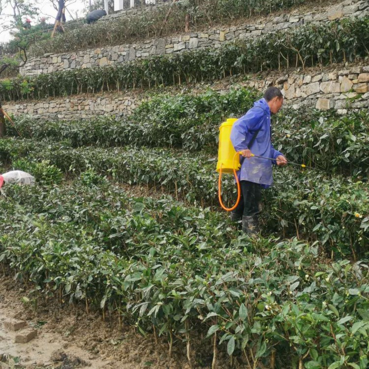 福选9号茶苗 批发电话 黄金芽茶苗  优质茶树苗批发价