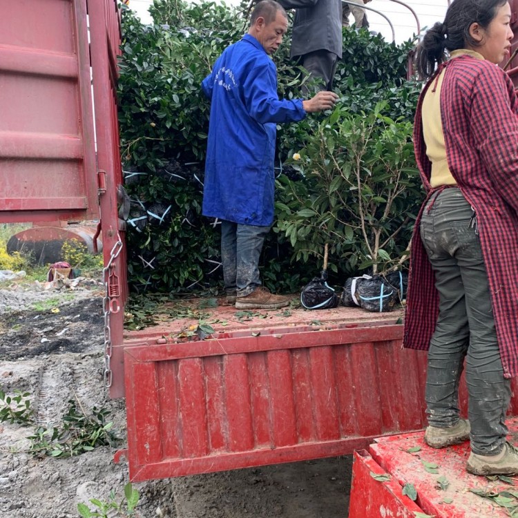 黄金芽茶苗 生产基地 五年生茶树苗  厂家供应