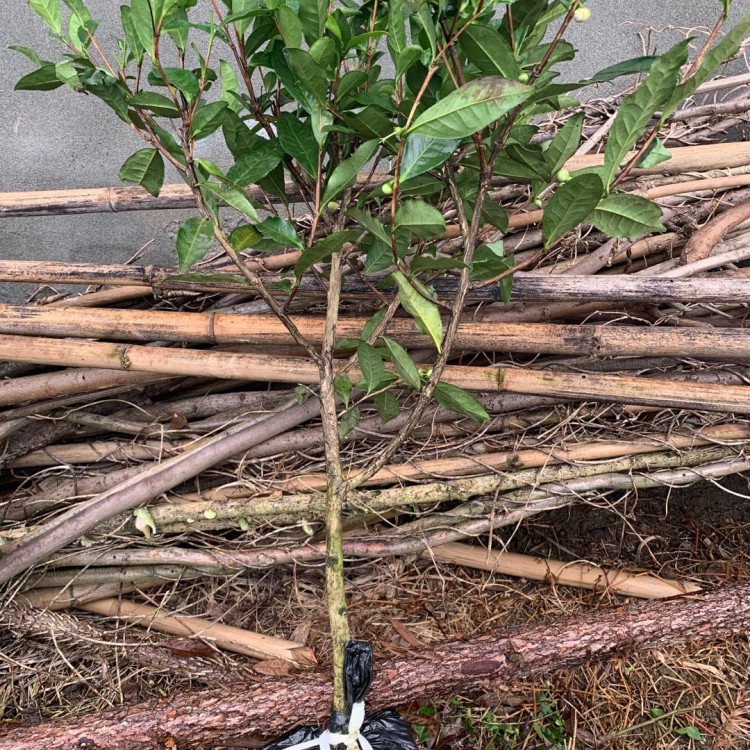 黄金芽茶苗 基地直销 梅占茶苗  种植基地品种齐全