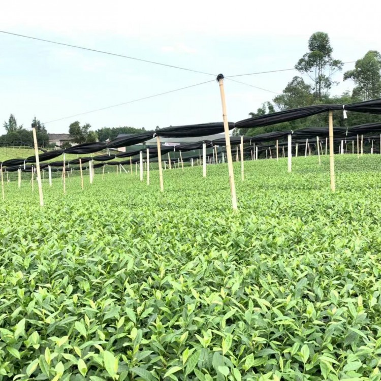 中茶108茶苗 种植基地品种齐全 黄金芽茶苗  批发价格优惠