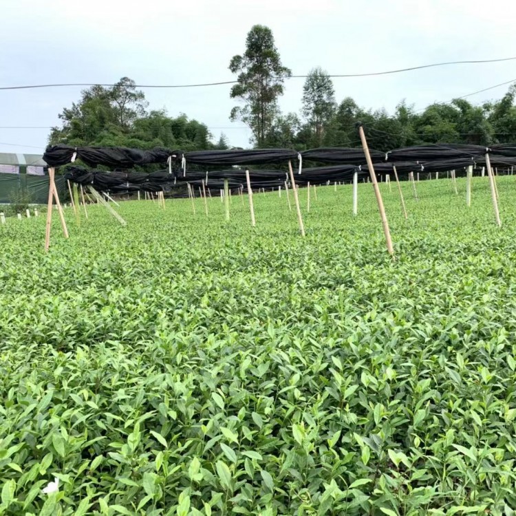 无水茶苗 批发电话 云南大叶茶树苗  货源地进货渠道