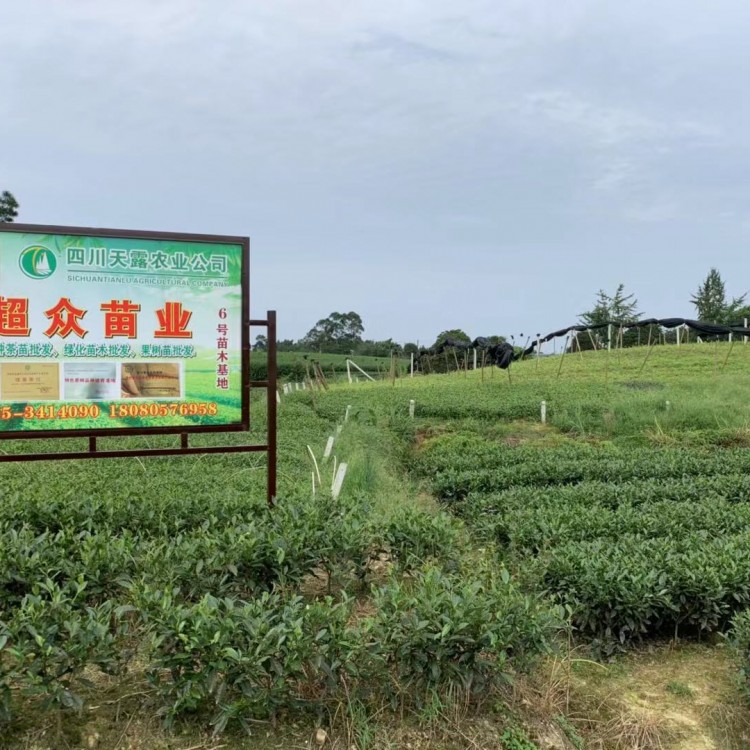 五年生茶树苗 基地直销 老鹰茶苗  基地直销