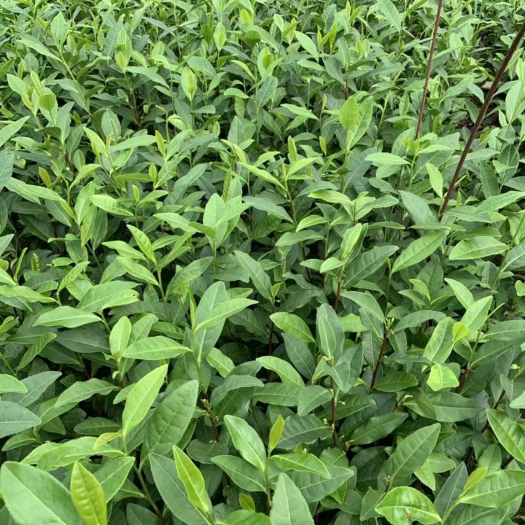 黄金芽茶苗 种植基地品种齐全 黄金芽茶苗  厂家直销