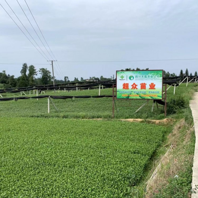 名选131茶苗 厂家供应 福选9号茶苗  批发基地