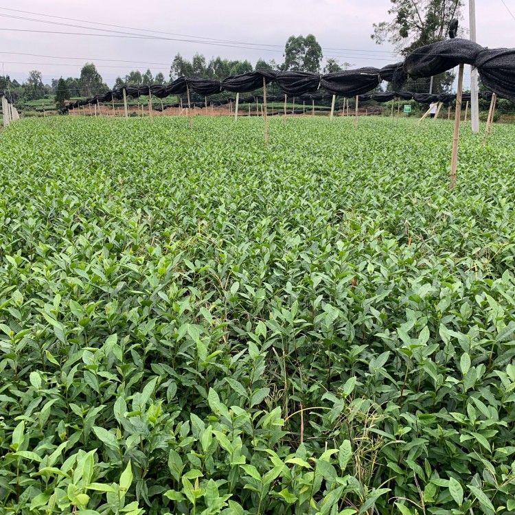 龙井43茶苗 批发基地 中茶108茶苗  厂家价格优惠