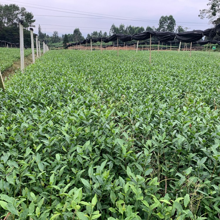 梅占茶苗 生产基地 奶白茶苗  厂家供应