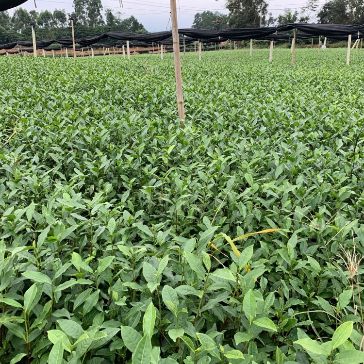 黄金芽茶苗 批发基地 名选131茶苗  优质茶叶树苗批发