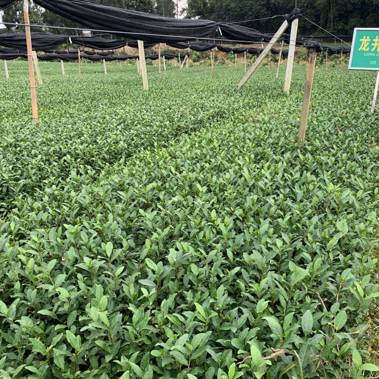 名选131茶苗 厂家价格优惠 无水茶苗  种植基地品种齐全