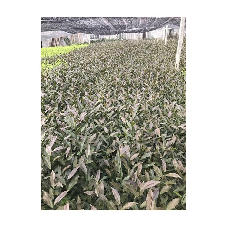 福鼎大白茶苗 批发价格 福选9号茶苗  厂家价格优惠