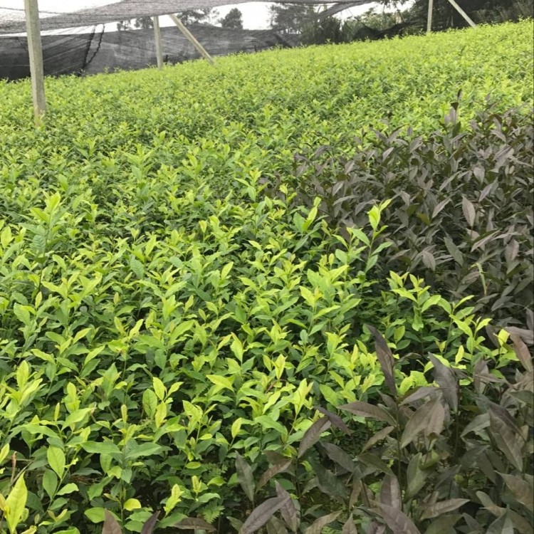 黄金芽茶苗 优质茶树苗批发价 福选9号茶苗  优质茶树苗批发价