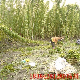 湖南油麻藤苗 4-5米长油麻藤 常绿藤本 藤本植物基地批发