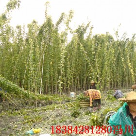 重庆油麻藤苗 牛马藤价格 牛马藤基地批发