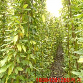 油麻藤基地 油麻藤批发 常绿油麻藤 油麻藤苗木