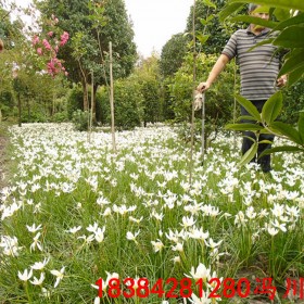 四川葱兰 白花葱兰 红花葱兰价格 葱兰批发