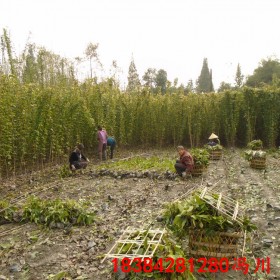 云南油麻藤苗 油麻藤苗价格 藤本植物 苗木批发