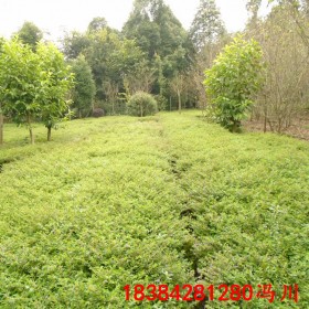 重庆满天星杯苗雪茄花细叶萼距花基地批发四季常绿过程苗