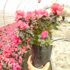 成都西洋鹃基地 四川比利时杜鹃16杯 四季开花的红杜鹃