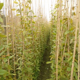 贵州爬藤植物批发 四季常绿的遮阳藤，四季长青不落叶油麻藤