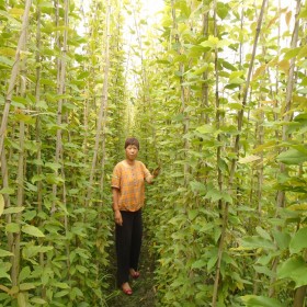 专业种植3m油麻藤 油麻藤基地天天物流发全国 装土饱满成活率高