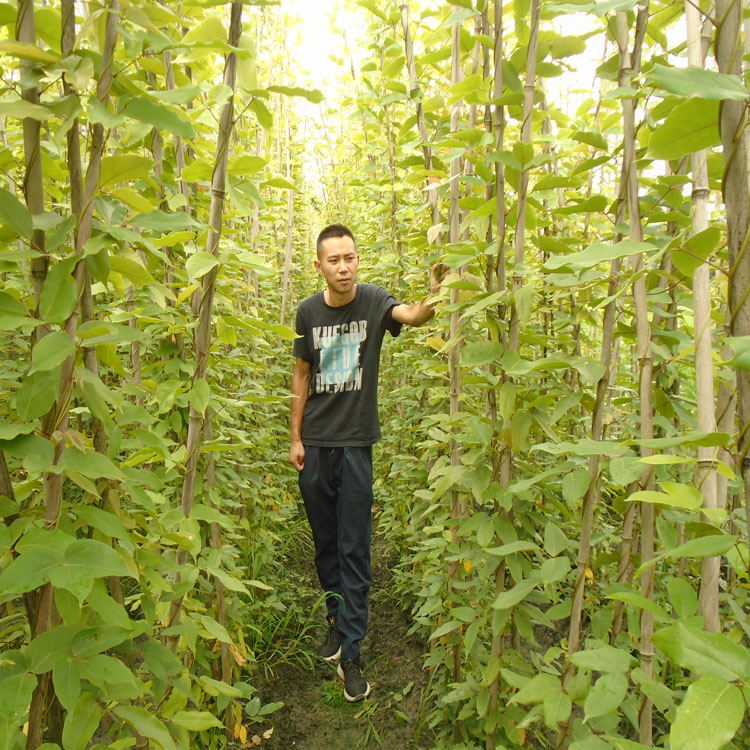 贵州4-5米长油麻藤批发 贵阳4-5米长油麻藤种植基地 贵州哪里有4-5米长的油麻藤种植
