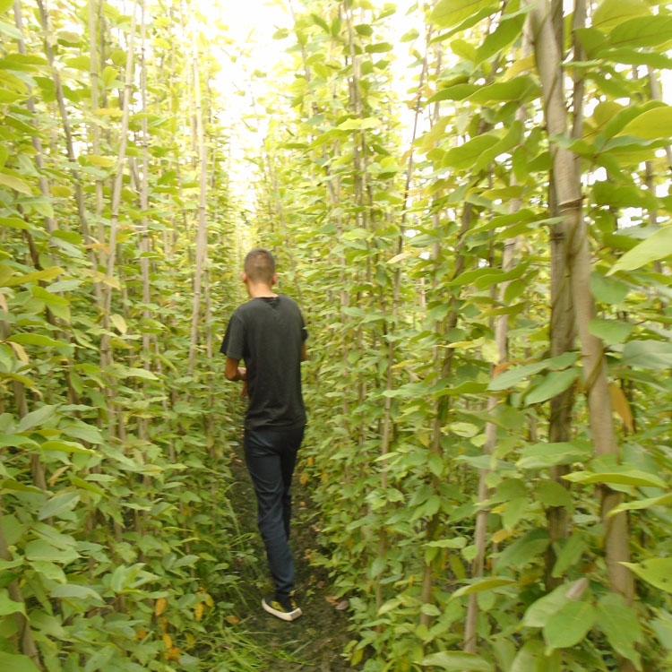 5米长油麻藤种植基地 专业种植各类规格的油麻藤苗