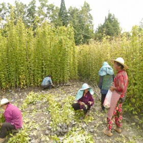 重庆12杯油麻藤批发 重庆1-2米牛马藤杯苗种植基地 物流发货