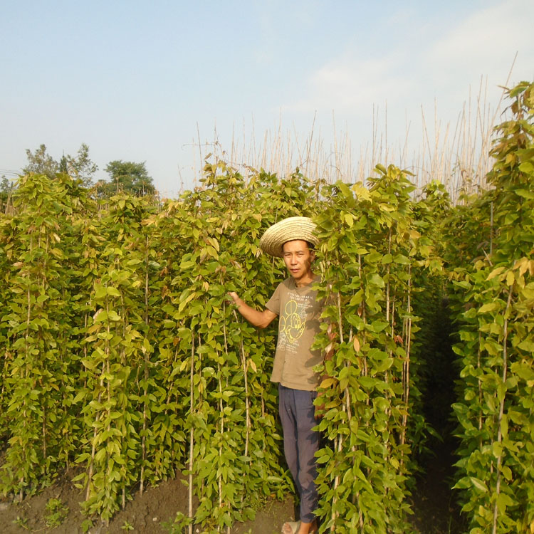 广东油麻藤苗种植基地 油麻藤苗袋苗批发 白花油麻藤苗 紫花油麻藤苗供应 油麻藤工程苗批发