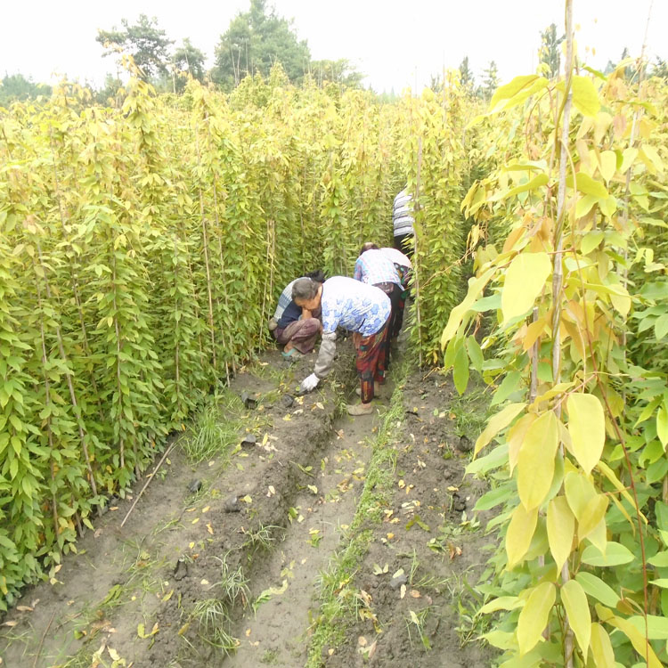 泸州油麻藤供应 油麻藤树苗专业种植基地